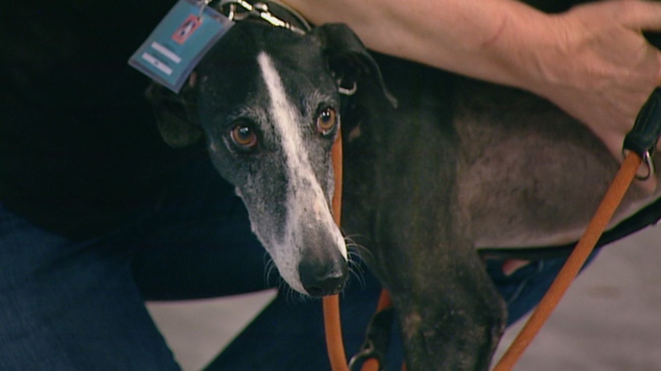 Estos perros buscan un nuevo hogar