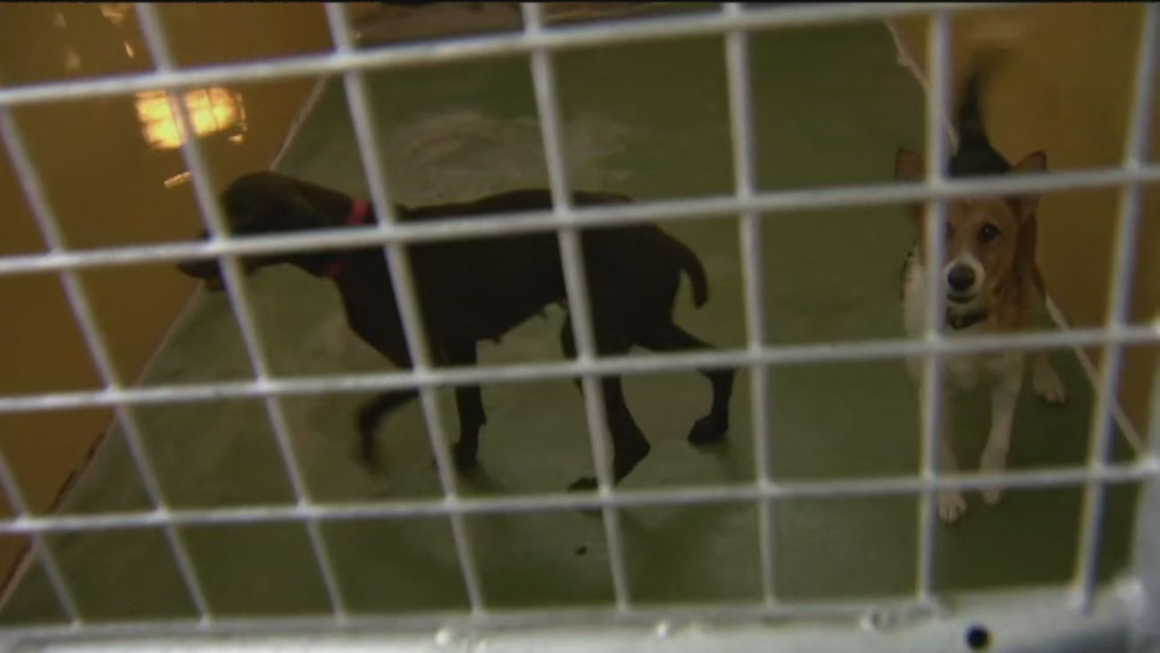 Récord de abandono de mascotas en las protectoras de Madrid tras el fin de las restricciones