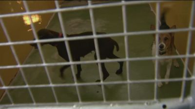 Algete celebra una feria para impulsar la adopción de animales abandonados