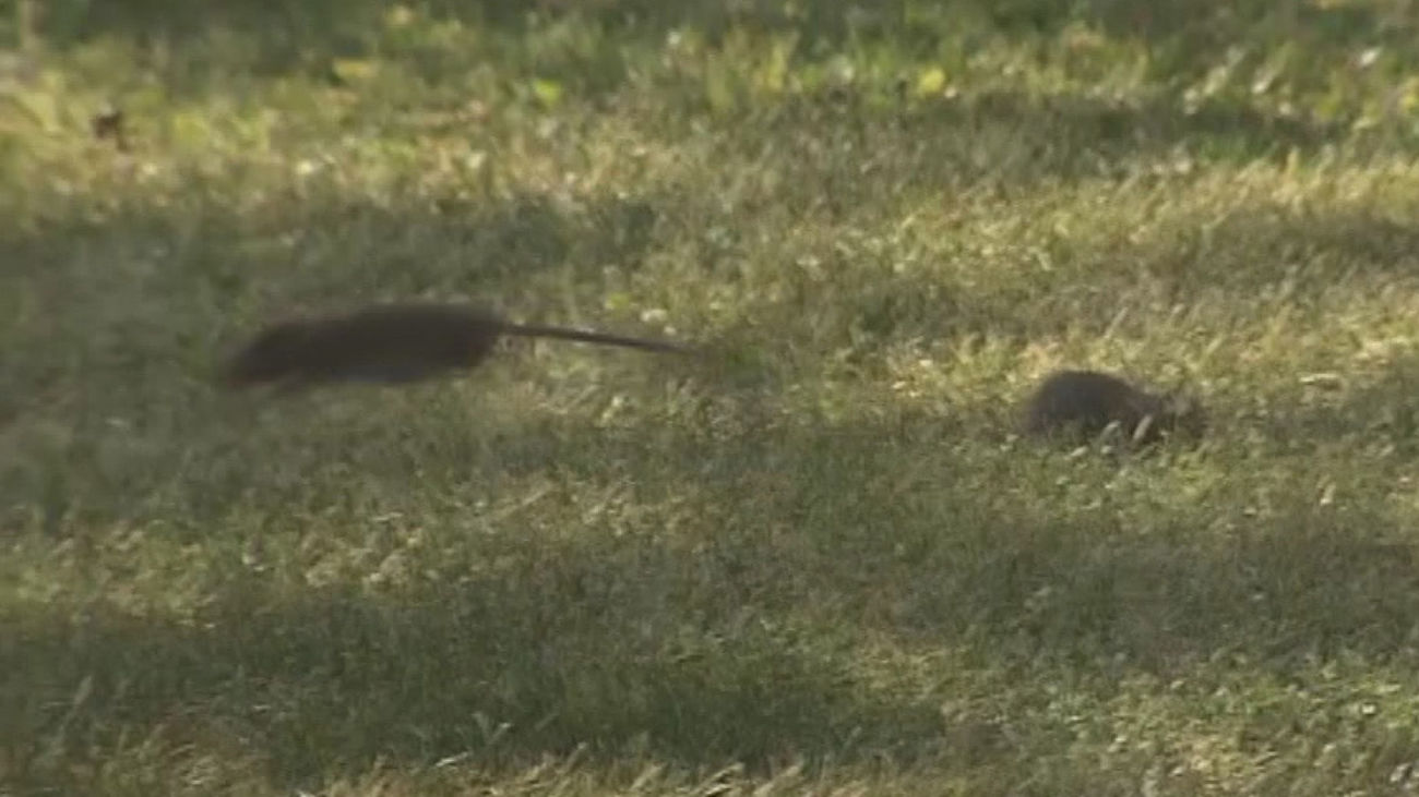 Plaga de ratas gigantes en un parque de Vicálvaro