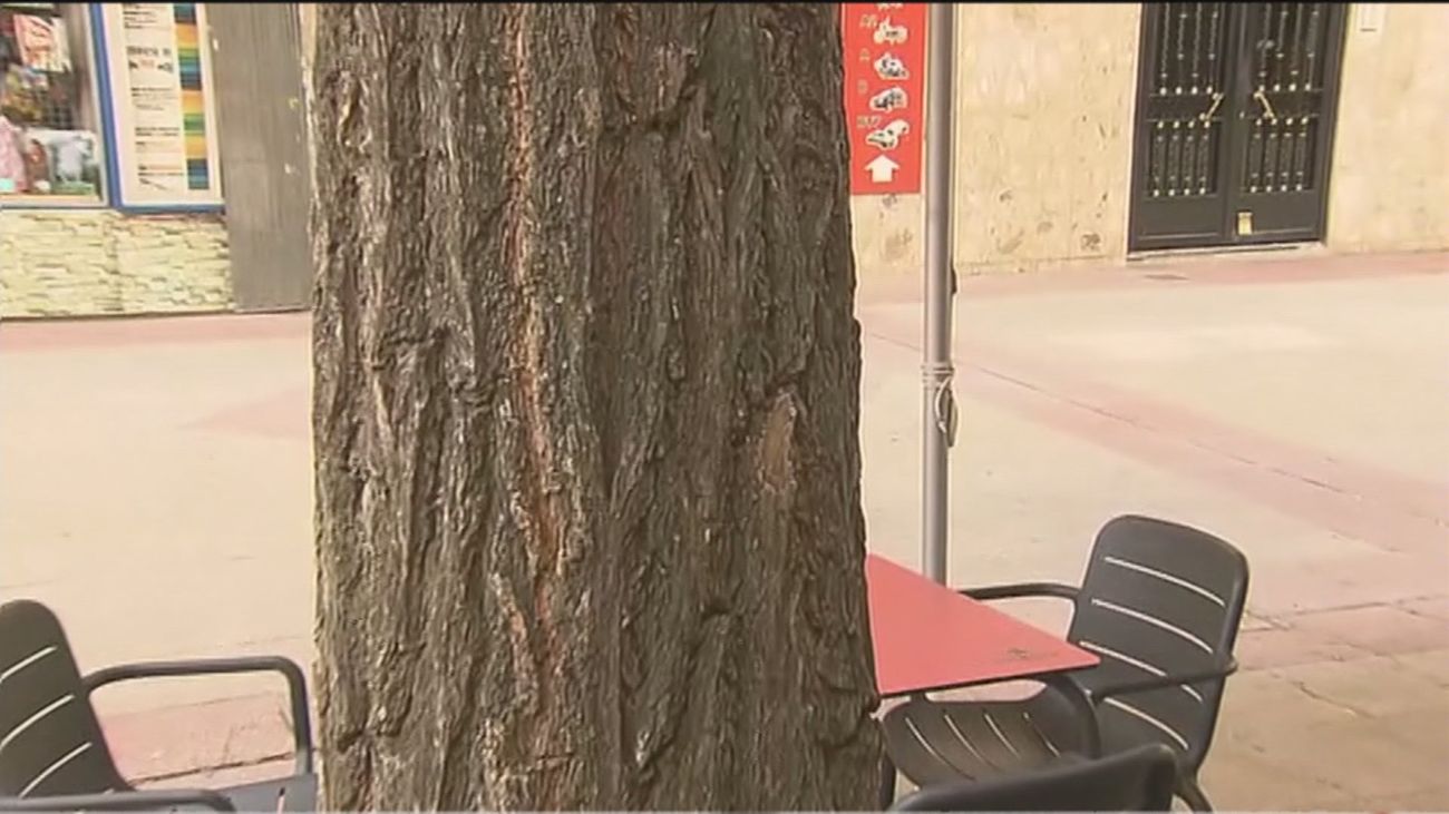 Las orugas de un árbol enfermo que caen en los platos de los clientes arruinan un bar de Simancas