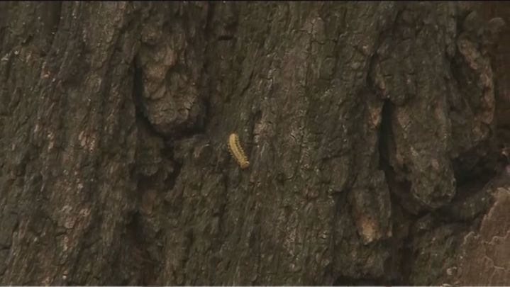 Orugas bajando por el árbol / TELEMADRID