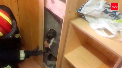 Los bomberos rescatan dos gatitos atrapados en una vivienda de Villanueva del Pardillo