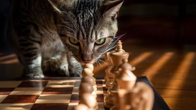 ¿Sabes jugar al ajedrez?