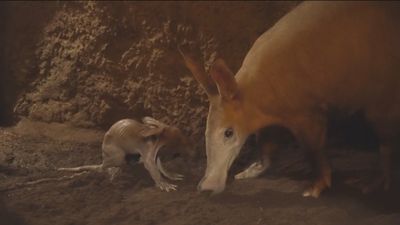 Así es la nueva estrella de Bioparc Valencia: un pequeño cerdo hormiguero