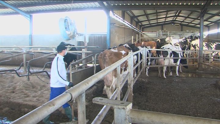 Los ganaderos denuncian que la leche es más barata que el agua y piden un acuerdo para frenar la crisis