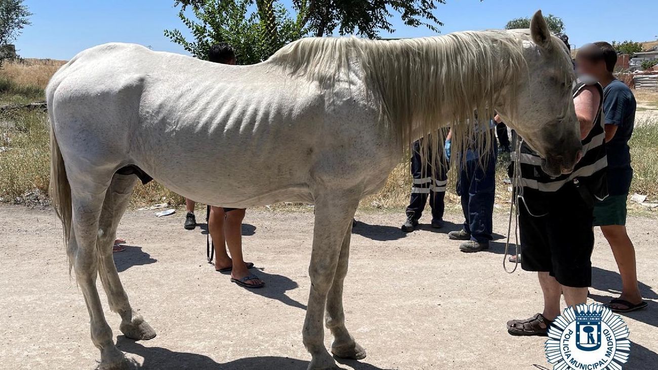 El caballo rescatado por la Policía Muncipal en la Cañada Real de Madrid