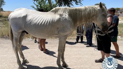 Rescatan a un caballo deshidratado en la Cañada Real que llevaba días vagando por la zona