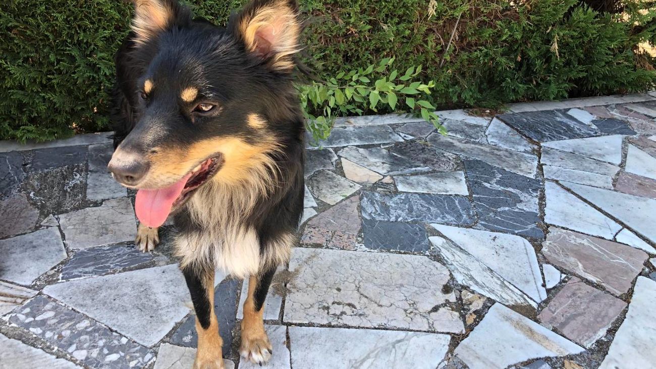 En busca de los dueños de este perro, que apareció desorientado tras el incendio en Fuente el Saz