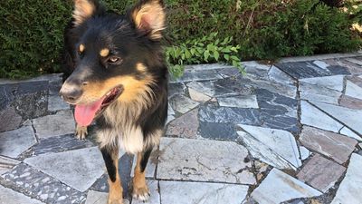 En busca de los dueños de este perro, que apareció desorientado tras el incendio en Fuente el Saz