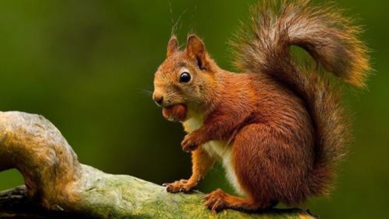 El PSOE de Madrid demanda un plan para recuperar la población de ardillas en El Retiro y otros parques