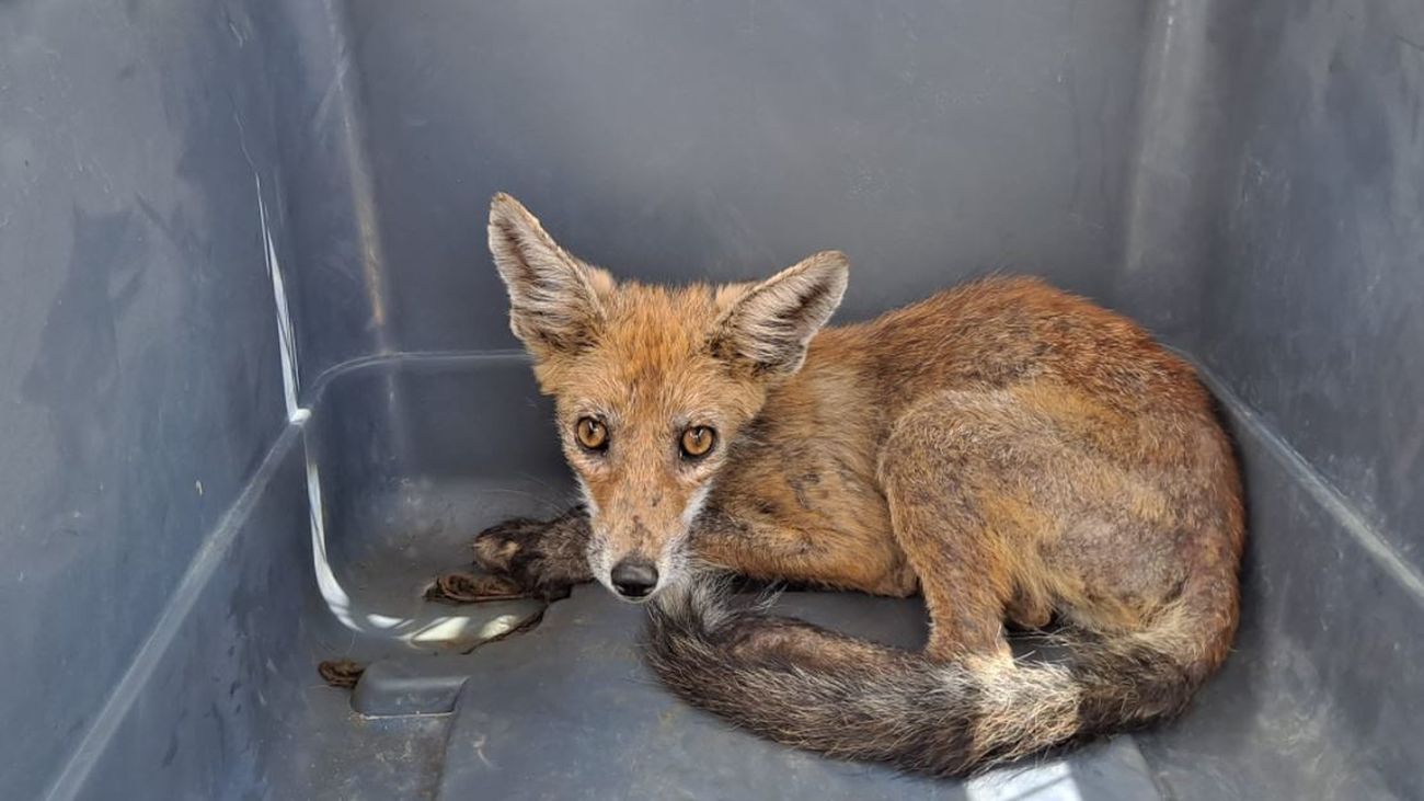 El zorro se había quedado atrapado en una ventana en busca de comida en Hoyo de Manzanares