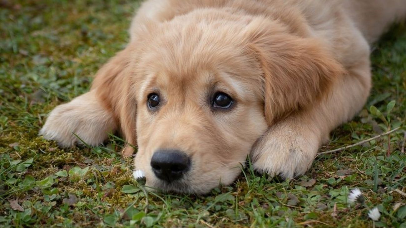 Cada año se abandonan en España 162.000 perros