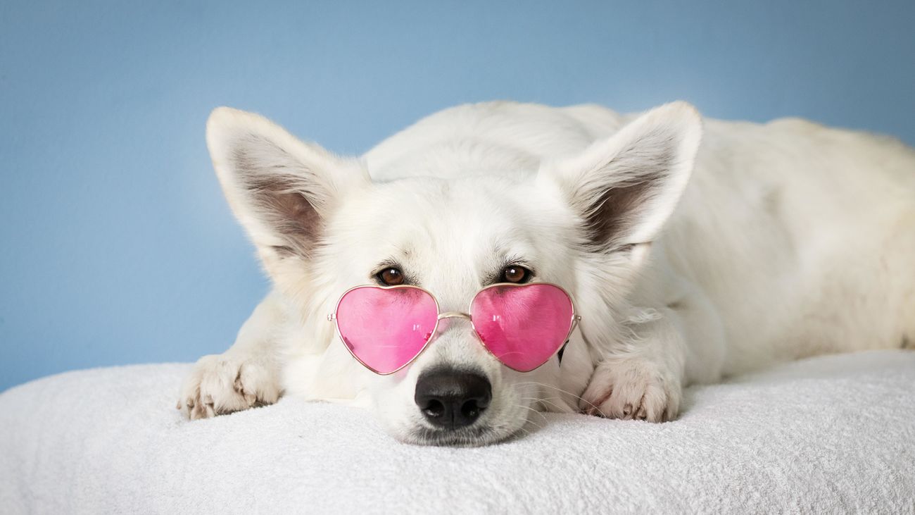 Los perros influencer más famosos de Madrid