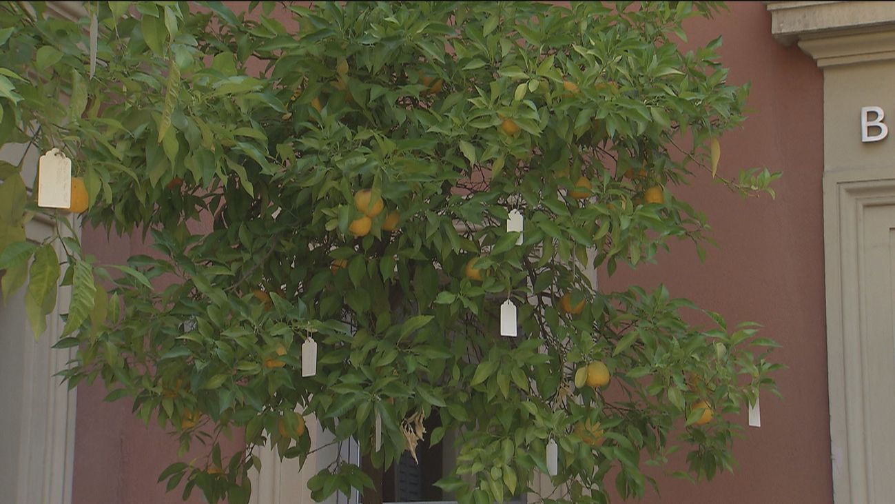 El 'árbol de los deseos' de Yoko Ono ya recoge los primeros mensajes de los madrileños