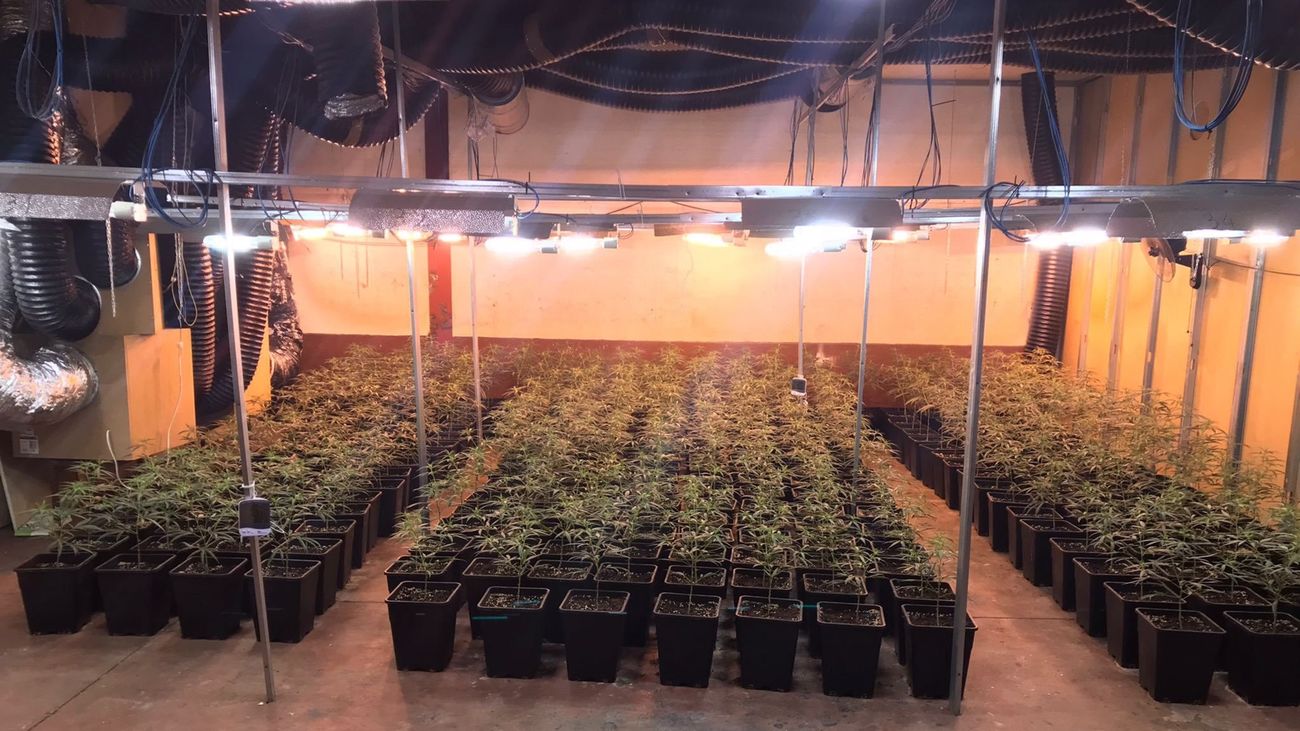Una de las plantaciones de marihuana localizadas en la nave industrial de Valdemoro