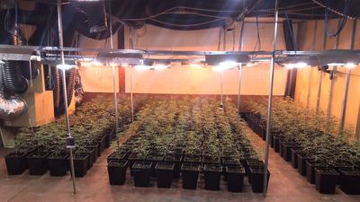 Localizada en Valdemoro una nave industrial con 1.400 plantas de marihuana