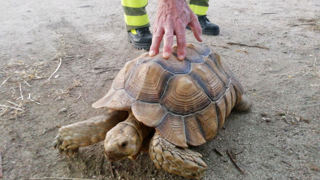 La tortuga de espolones africana rescatada por los agentes forestales