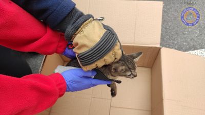 Sanitarios que realizan PCR, vacunan... y salvan gatos