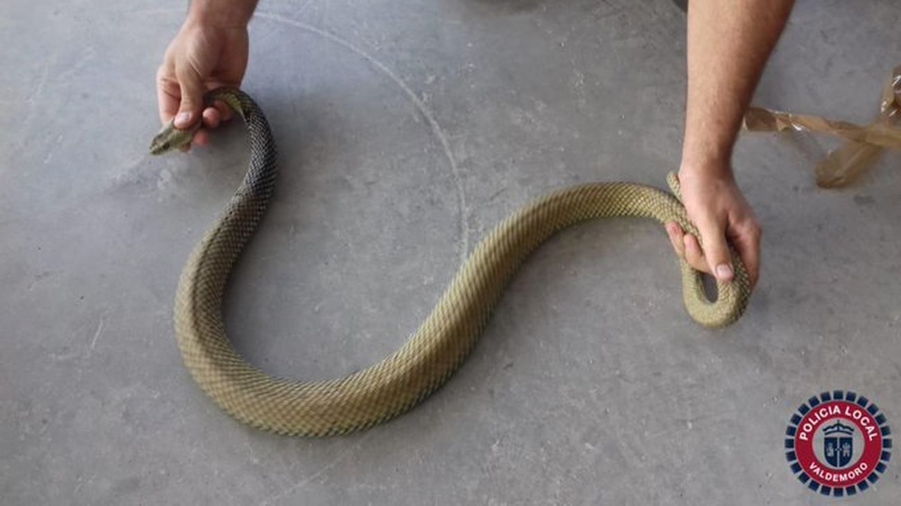 Ejemplar de serpiente recuperado por la Policía Local de Valdemoro