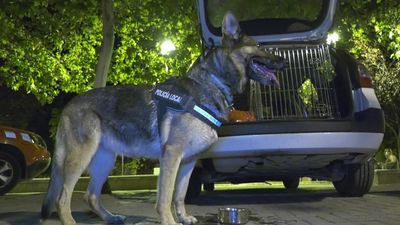 Pillado en un control de drogas por una pastor alemán en Ciempozuelos