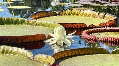 La espectacular floración del nenúfar gigante del Jardín Botánico de Madrid