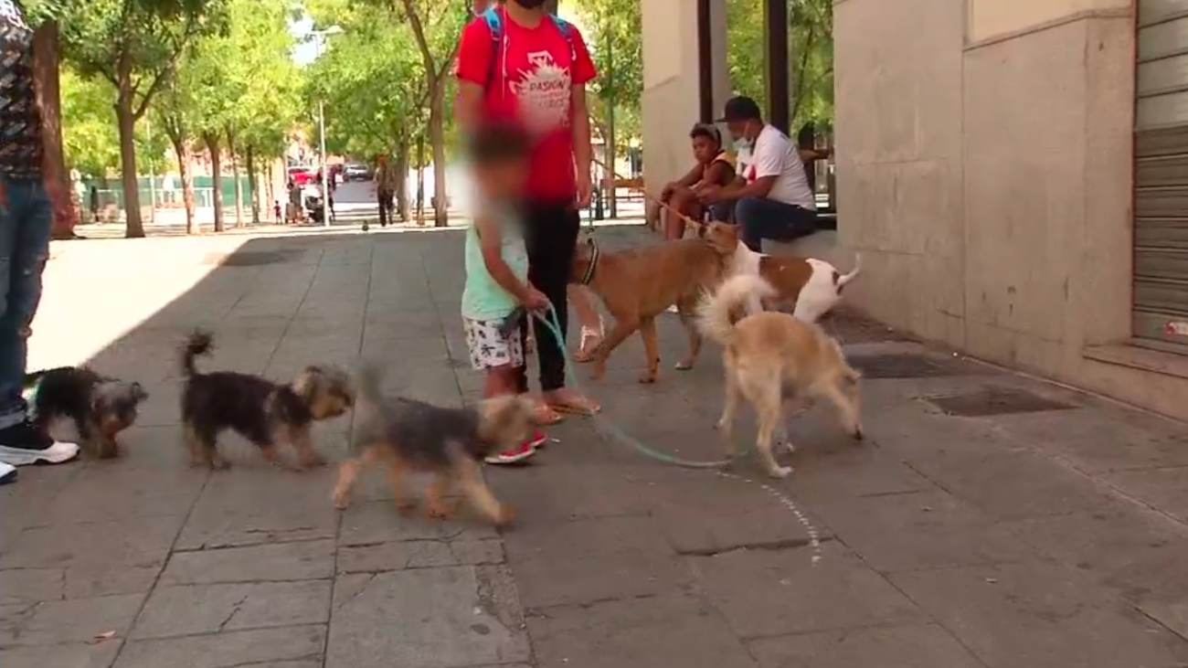 Puente de Vallecas, el barrio con más perros de Madrid