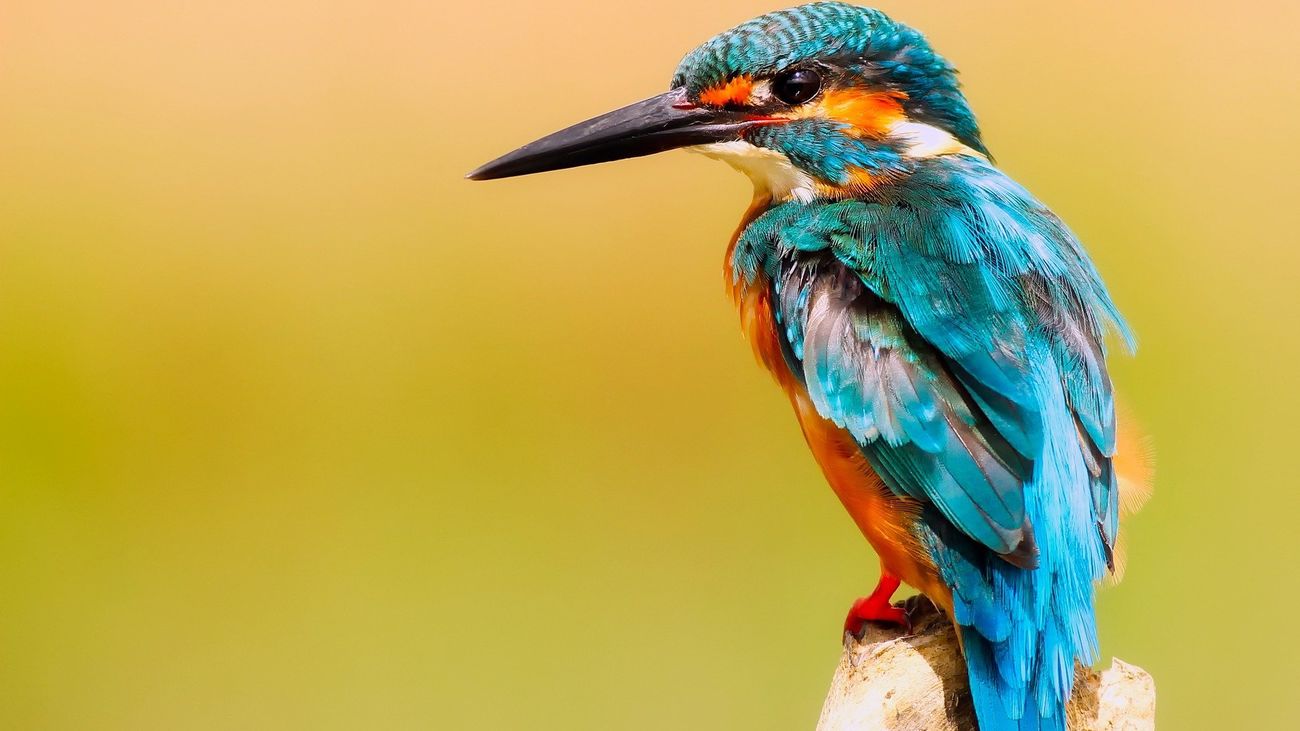 ¡Ponte a prueba con este test!