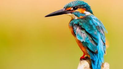 ¿A qué pájaros se conoce como "pájaros del amor"?