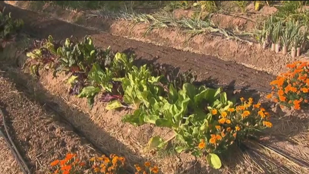 Jóvenes emprendedores ponen en marcha un huerto en un solar urbano de Aravaca