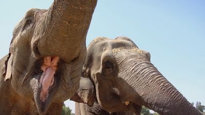 ¿Cómo se enfrentan al calor los elefantes de Safari Madrid?