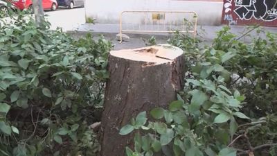 Los vecinos de la Latina denuncian la tala de los árboles centenarios