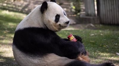 Los animales del Zoo Aquarium de Madrid combaten la ola de calor con helados, aspersores y aire acondicionado