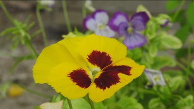 Un hospital exclusivo para plantas en Pozuelo de Alarcón