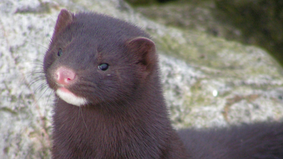 Tratan de erradicar el visón americano en la Sierra del Rincón mediante jaulas trampa