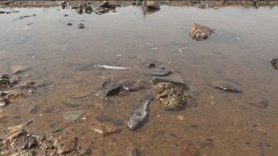 El Mar Menor se vuelve a llenar de cientos de peces muertos