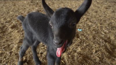 Así es como Arturo mantiene a sus 300 cabras en Becerril de la Sierra