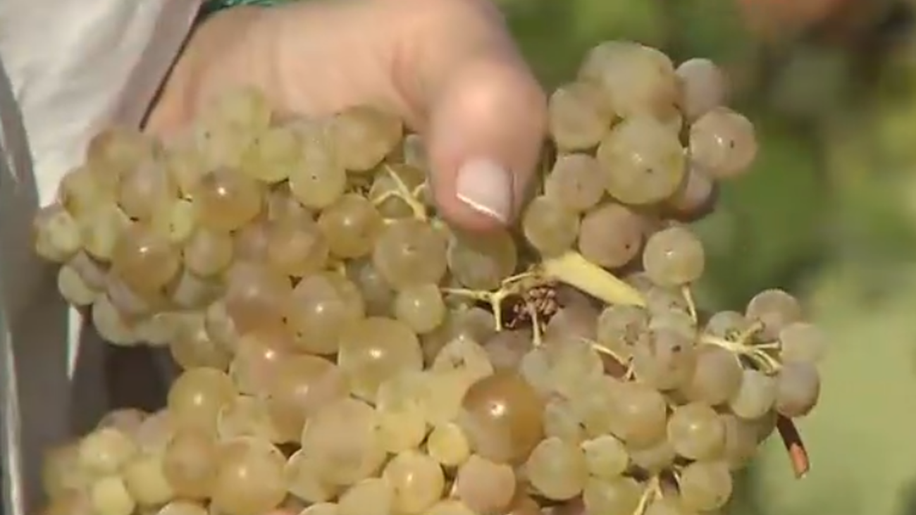 Comienza la vendimia en Madrid con la variedad albillo real en San Martín de Valdeiglesias