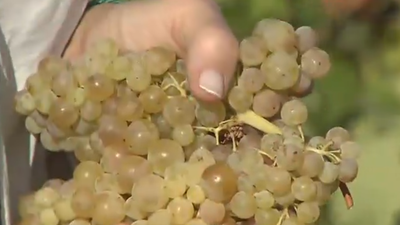 Comienza la vendimia en Madrid con la variedad albillo real en San Martín de Valdeiglesias