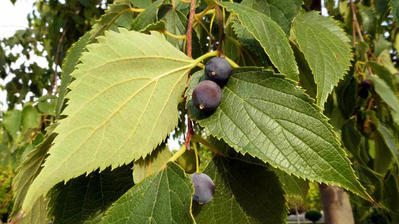 Hojas de almez (Cetis australis)