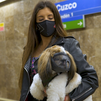 Normas para viajar con nuestras mascotas en el metro