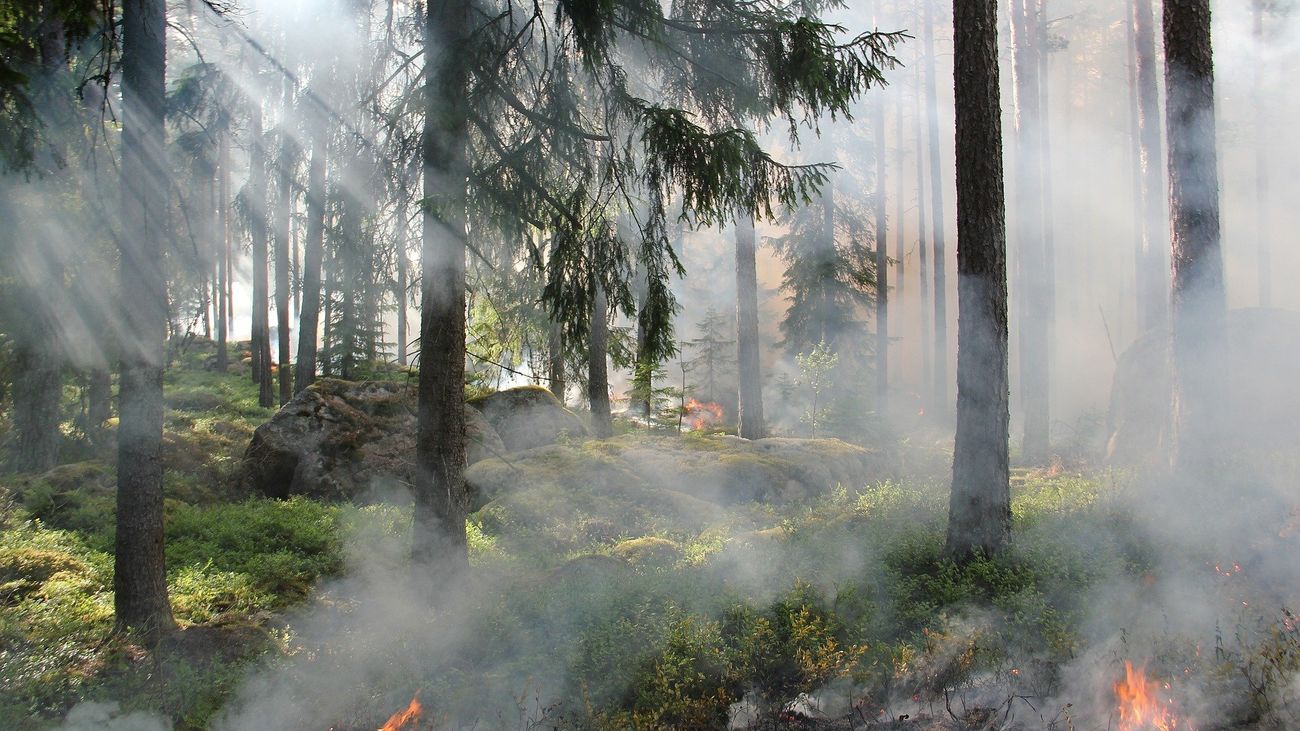 ¿Cuánto tarda la naturaleza en recuperarse de un incendio?