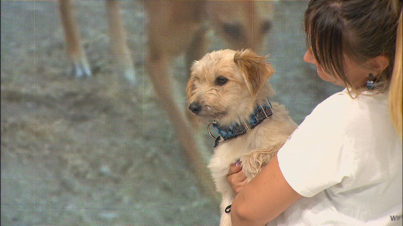 Pumba, Miranda, Iris, Rody y Floky buscan un nuevo hogar