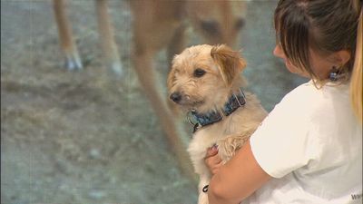 Pumba, Miranda, Iris, Rody y Floky buscan un nuevo hogar