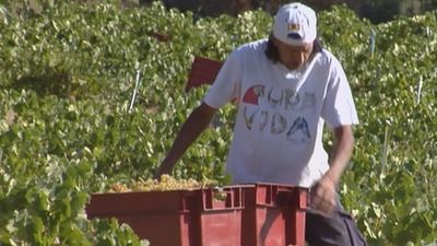 Falta personal para la vendimia de este año en Madrid