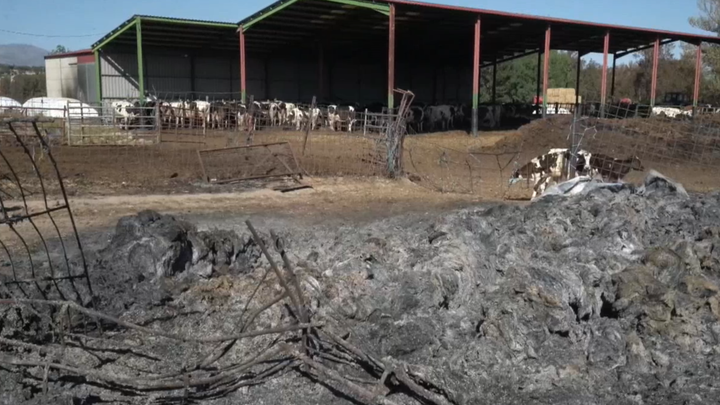 Una de las granjas de ganado afectadas por el fuego / EFE
