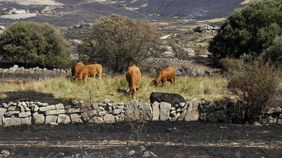 Movilización en Madrid y las dos Castillas para atender animales afectados por el incendio de Ávila