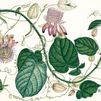 Las pasifloras o 'flores del sufrimiento' ilustran  el calendario del Real Jardín Botánico de 2022