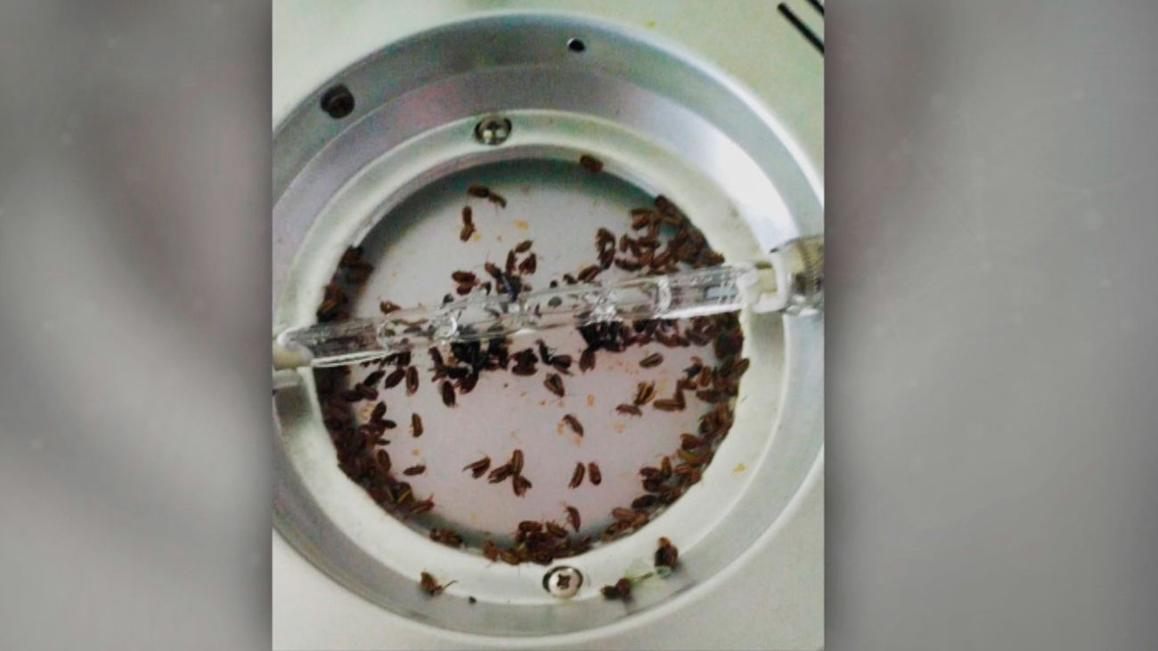 Denuncian que en Pinar de Chamartín hay una plaga de galeruca: “Ya no sabemos qué hacer”