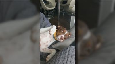 Los dueños de Banana, la perrita asesinada por unos ladrones: "Queremos que se haga justicia"